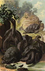 Tortue géante des Galápagos